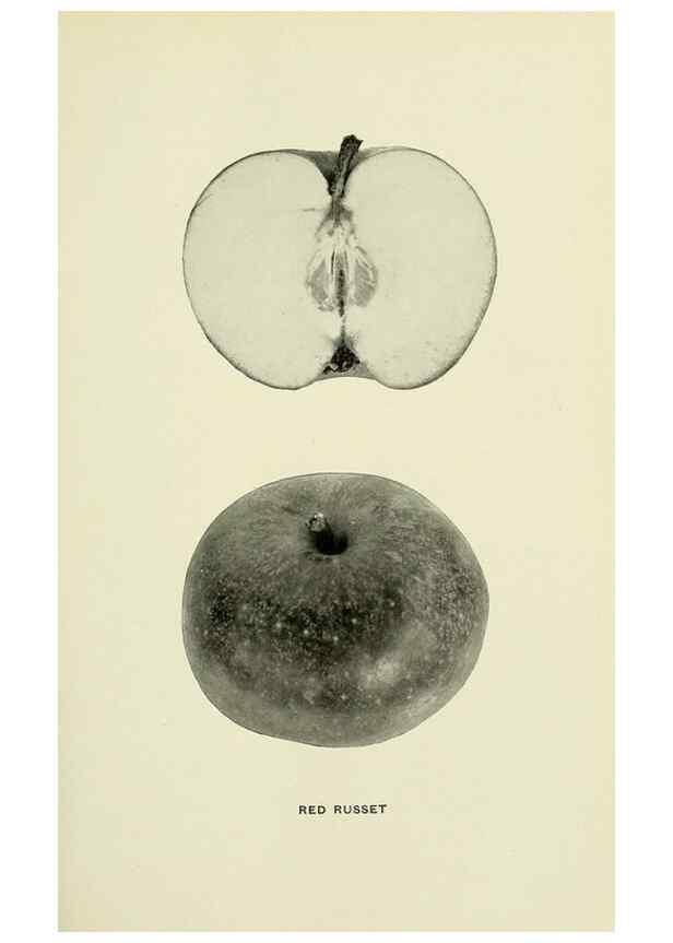 Reproducción/Reproduction 28587974518: The apples of New York,. Albany,J. B. Lyon Co., Printers,1905.. 