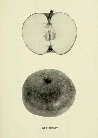 Reproducción/Reproduction 28587974518: The apples of New York,. Albany,J. B. Lyon Co., Printers,1905.. 