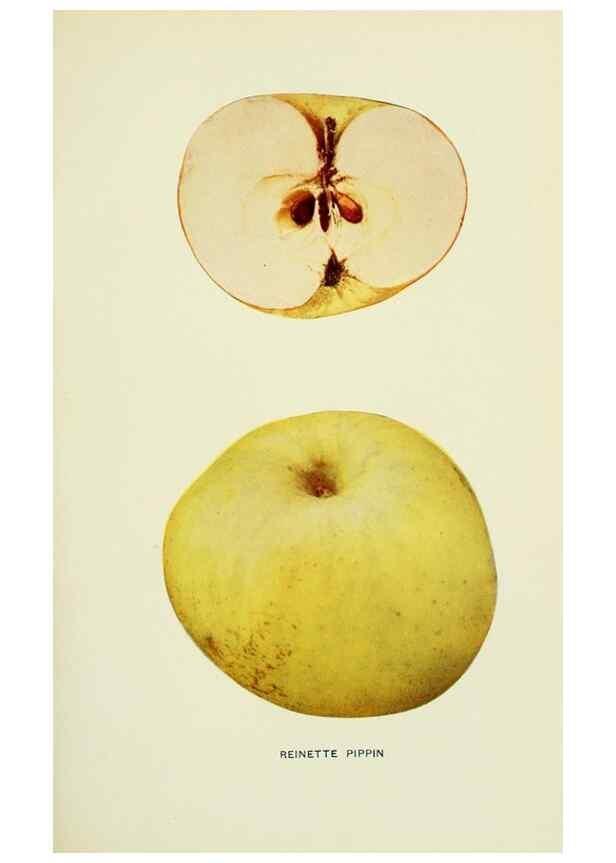 Reproducción/Reproduction 41737491604: The apples of New York,. Albany,J. B. Lyon Co., Printers,1905.. 