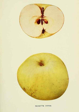 Reproducción/Reproduction 41737491604: The apples of New York,. Albany,J. B. Lyon Co., Printers,1905.. 