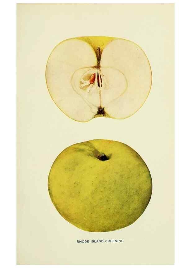 Reproducción/Reproduction 28587980588: The apples of New York,. Albany,J. B. Lyon Co., Printers,1905.. 