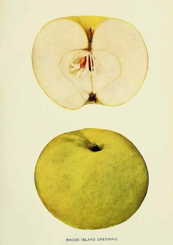 Reproducción/Reproduction 28587980588: The apples of New York,. Albany,J. B. Lyon Co., Printers,1905.. 