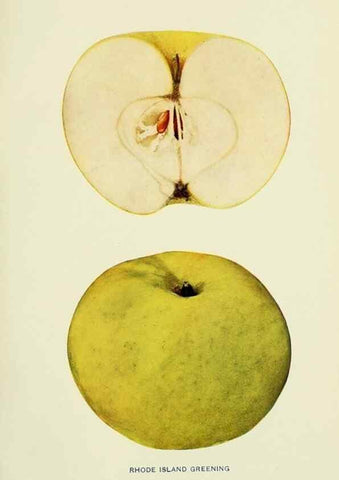 Reproducción/Reproduction 28587980588: The apples of New York,. Albany,J. B. Lyon Co., Printers,1905.. 