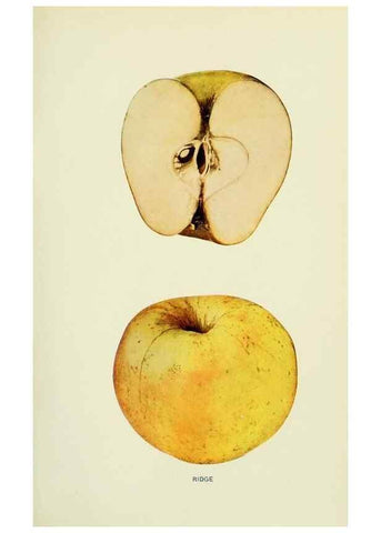 Reproducción/Reproduction 42460751751: The apples of New York,. Albany,J. B. Lyon Co., Printers,1905.. 