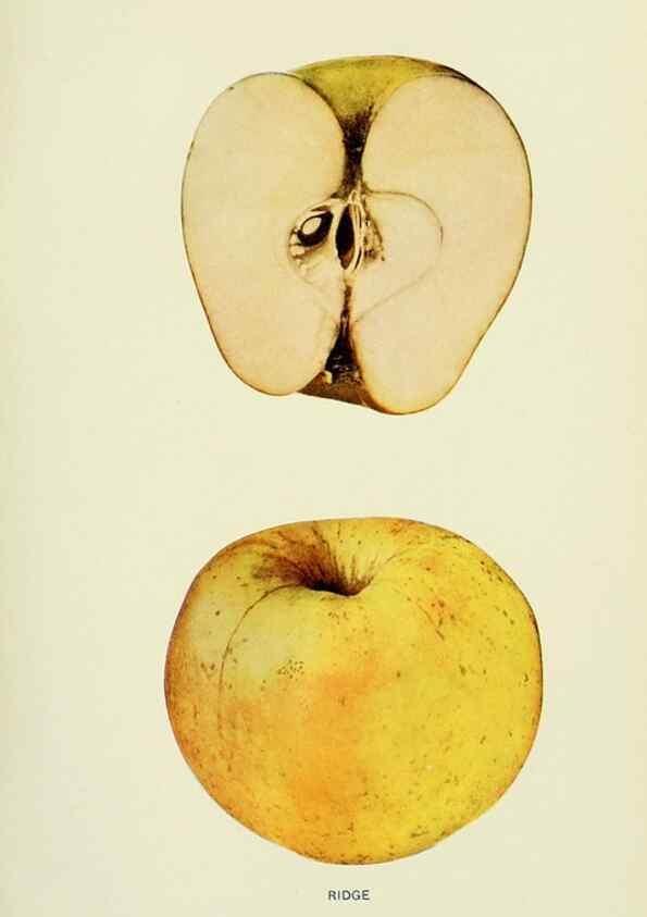 Reproducción/Reproduction 42460751751: The apples of New York,. Albany,J. B. Lyon Co., Printers,1905.. 