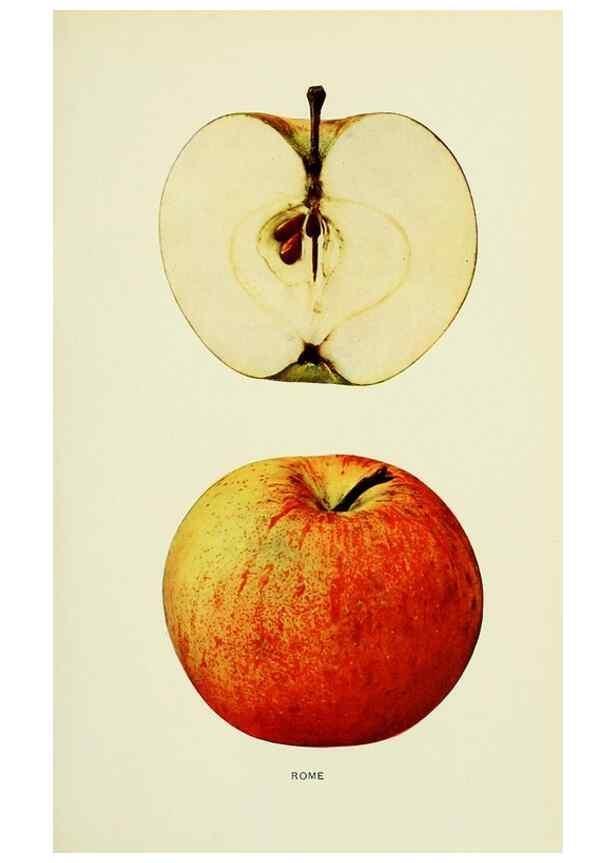 Reproducción/Reproduction 28587986338: The apples of New York,. Albany,J. B. Lyon Co., Printers,1905.. 