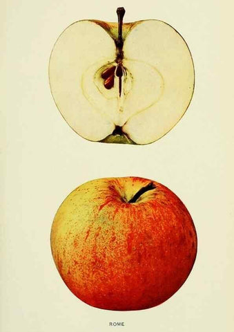 Reproducción/Reproduction 28587986338: The apples of New York,. Albany,J. B. Lyon Co., Printers,1905.. 
