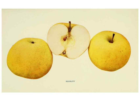 Reproducción/Reproduction 40652179650: The apples of New York,. Albany,J. B. Lyon Co., Printers,1905.. 