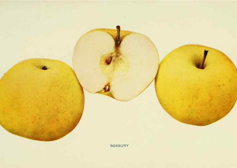 Reproducción/Reproduction 40652179650: The apples of New York,. Albany,J. B. Lyon Co., Printers,1905.. 