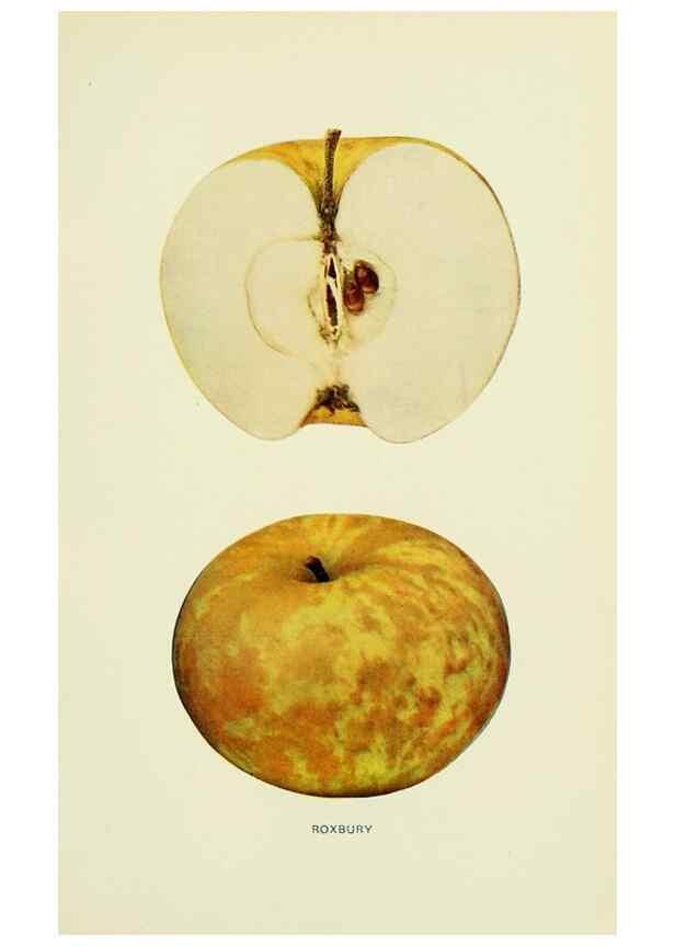 Reproducción/Reproduction 40652183570: The apples of New York,. Albany,J. B. Lyon Co., Printers,1905.. 