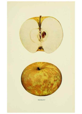 Reproducción/Reproduction 40652183570: The apples of New York,. Albany,J. B. Lyon Co., Printers,1905.. 