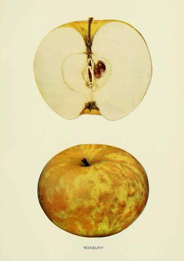 Reproducción/Reproduction 40652183570: The apples of New York,. Albany,J. B. Lyon Co., Printers,1905.. 