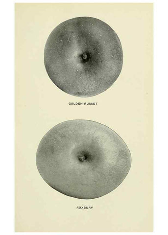 Reproducción/Reproduction 40652187000: The apples of New York,. Albany,J. B. Lyon Co., Printers,1905.. 