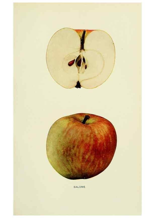 Reproducción/Reproduction 42460757051: The apples of New York,. Albany,J. B. Lyon Co., Printers,1905.. 