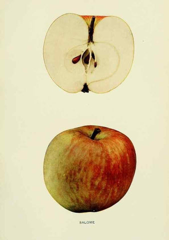 Reproducción/Reproduction 42460757051: The apples of New York,. Albany,J. B. Lyon Co., Printers,1905.. 