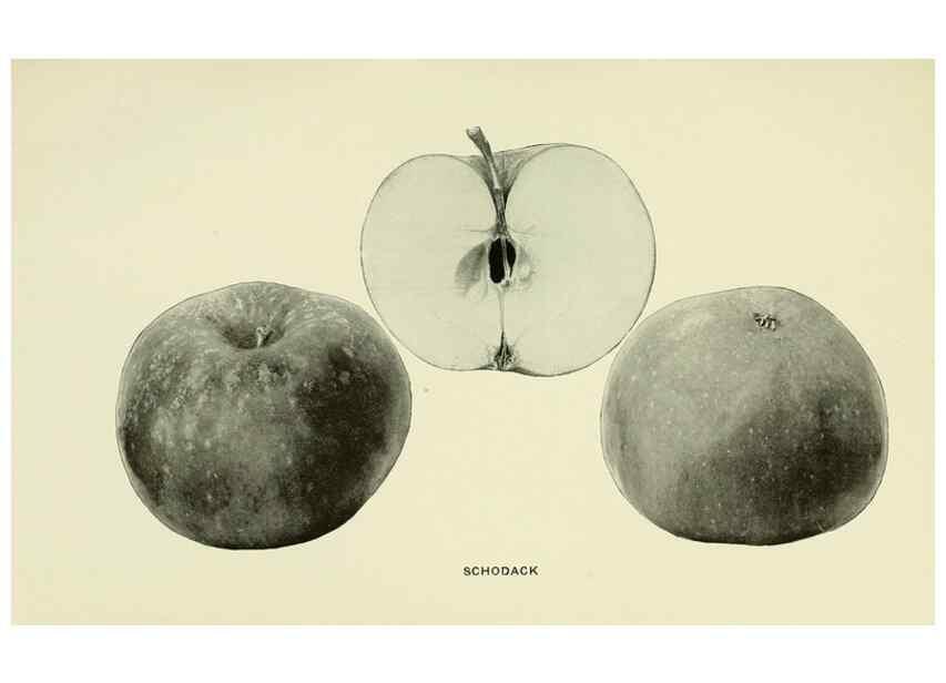Reproducción/Reproduction 40652193430: The apples of New York,. Albany,J. B. Lyon Co., Printers,1905.. 
