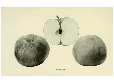 Reproducción/Reproduction 40652193430: The apples of New York,. Albany,J. B. Lyon Co., Printers,1905.. 