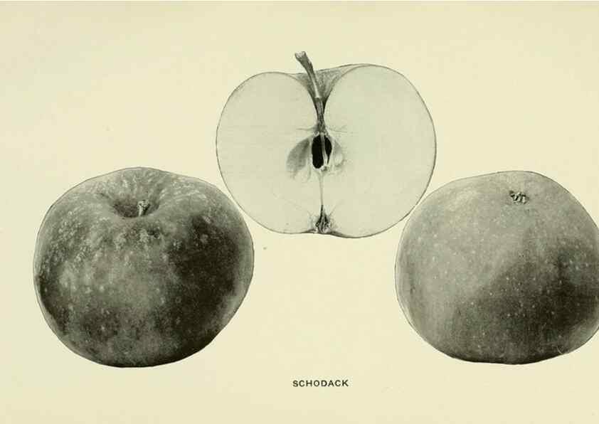Reproducción/Reproduction 40652193430: The apples of New York,. Albany,J. B. Lyon Co., Printers,1905.. 