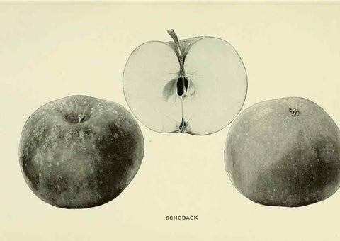 Reproducción/Reproduction 40652193430: The apples of New York,. Albany,J. B. Lyon Co., Printers,1905.. 