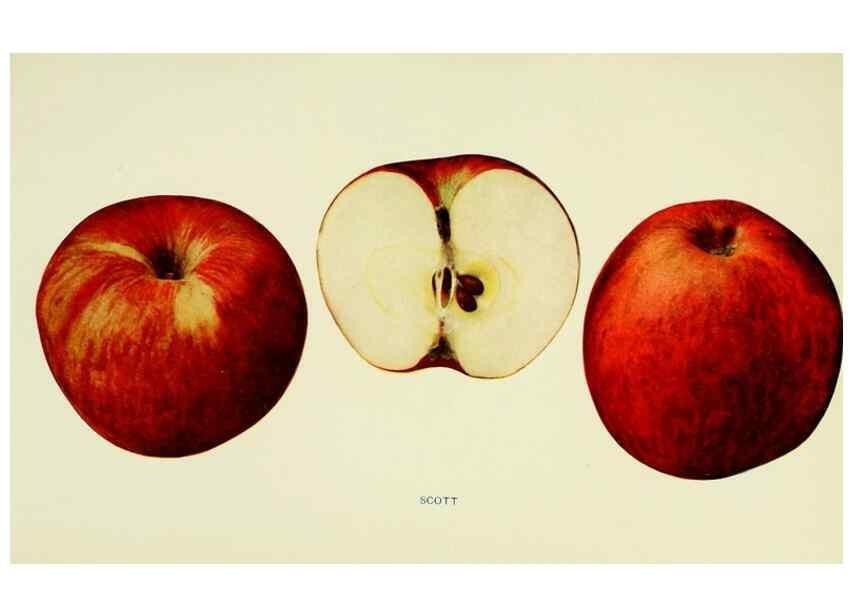 Reproducción/Reproduction 41737504874: The apples of New York,. Albany,J. B. Lyon Co., Printers,1905.. 