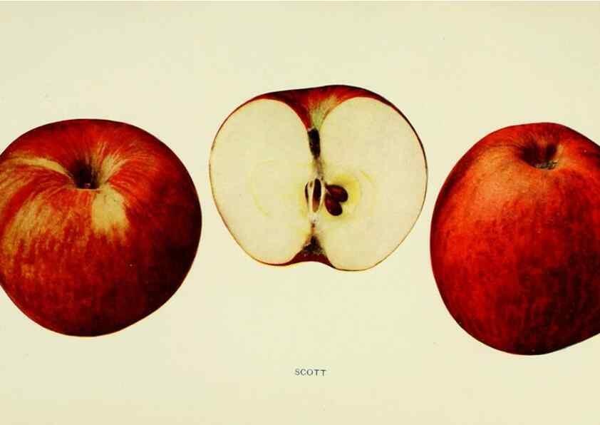 Reproducción/Reproduction 41737504874: The apples of New York,. Albany,J. B. Lyon Co., Printers,1905.. 