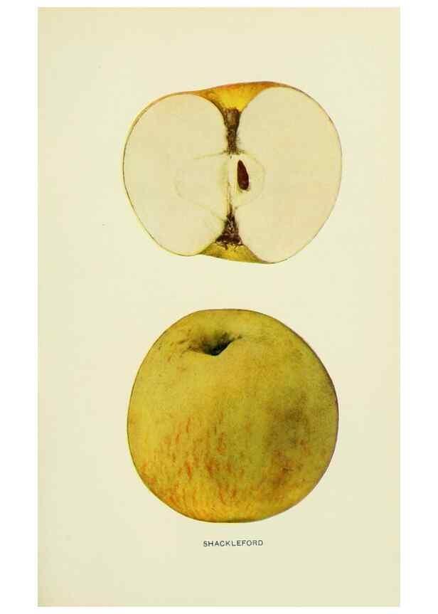 Reproducción/Reproduction 27590295077: The apples of New York,. Albany,J. B. Lyon Co., Printers,1905.. 