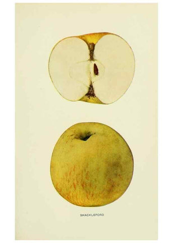 Reproducción/Reproduction 27590295077: The apples of New York,. Albany,J. B. Lyon Co., Printers,1905.. 