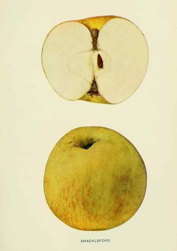 Reproducción/Reproduction 27590295077: The apples of New York,. Albany,J. B. Lyon Co., Printers,1905.. 