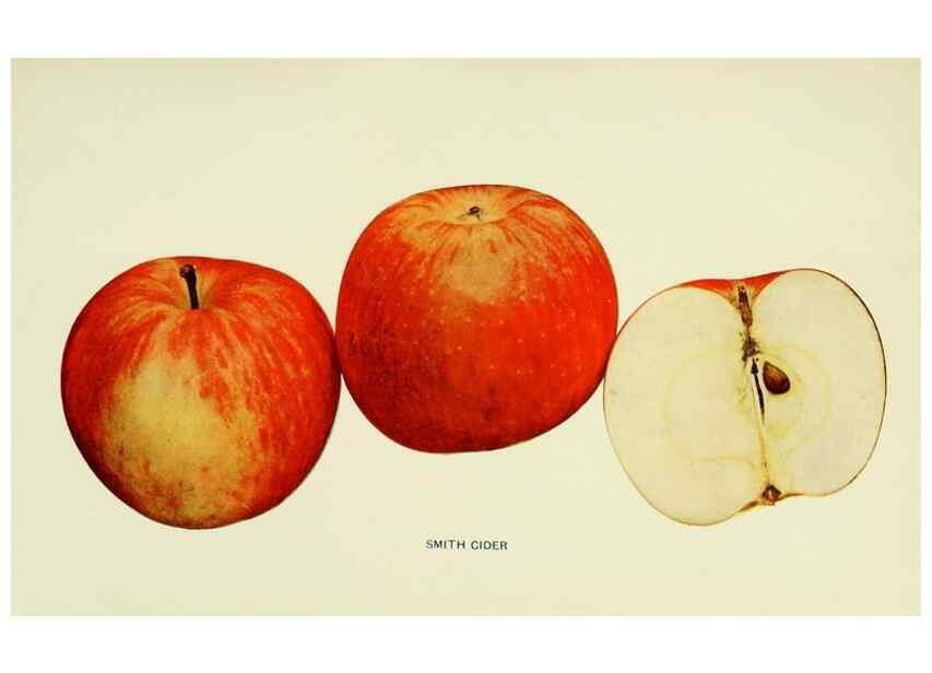 Reproducción/Reproduction 41737510714: The apples of New York,. Albany,J. B. Lyon Co., Printers,1905.. 