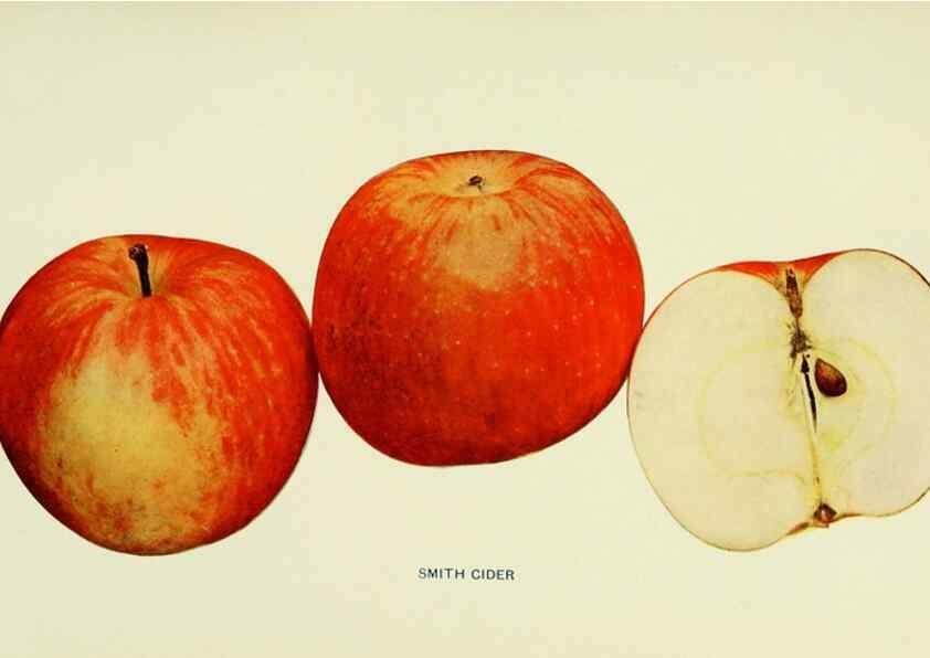 Reproducción/Reproduction 41737510714: The apples of New York,. Albany,J. B. Lyon Co., Printers,1905.. 