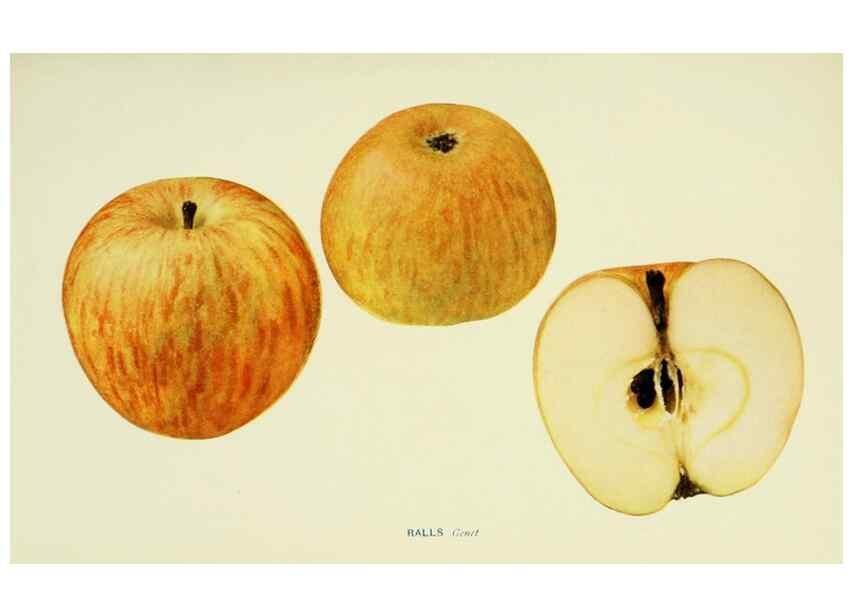 Reproducción/Reproduction 41737484994: The apples of New York,. Albany,J. B. Lyon Co., Printers,1905.. 