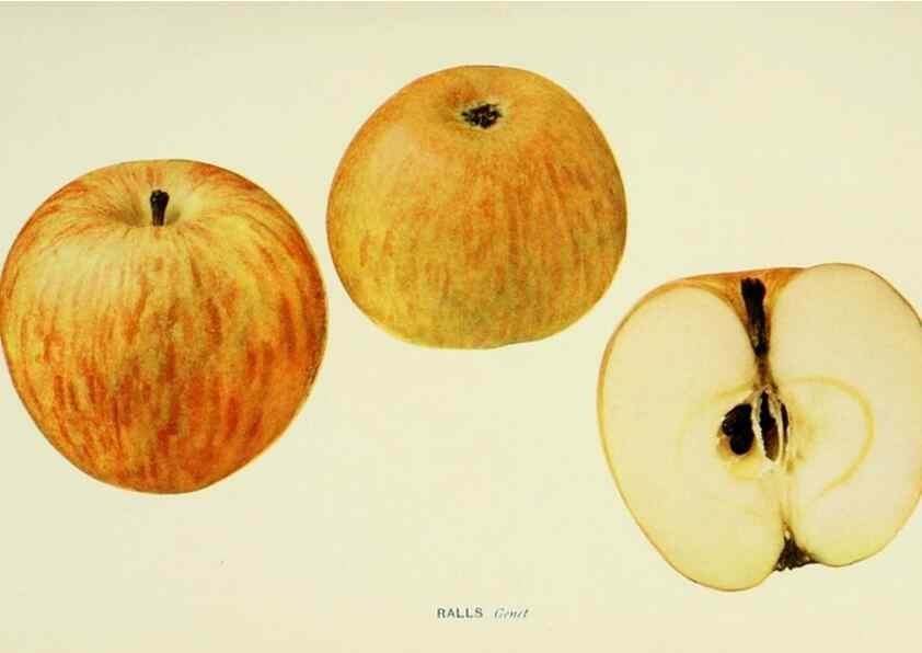 Reproducción/Reproduction 41737484994: The apples of New York,. Albany,J. B. Lyon Co., Printers,1905.. 