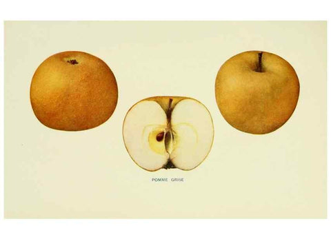 Reproducción/Reproduction 41558085175: The apples of New York,. Albany,J. B. Lyon Co., Printers,1905.. 