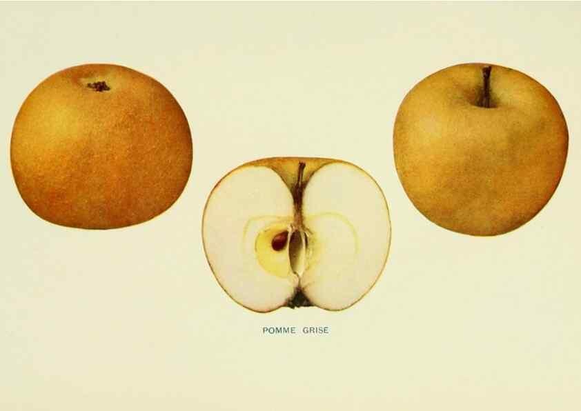 Reproducción/Reproduction 41558085175: The apples of New York,. Albany,J. B. Lyon Co., Printers,1905.. 