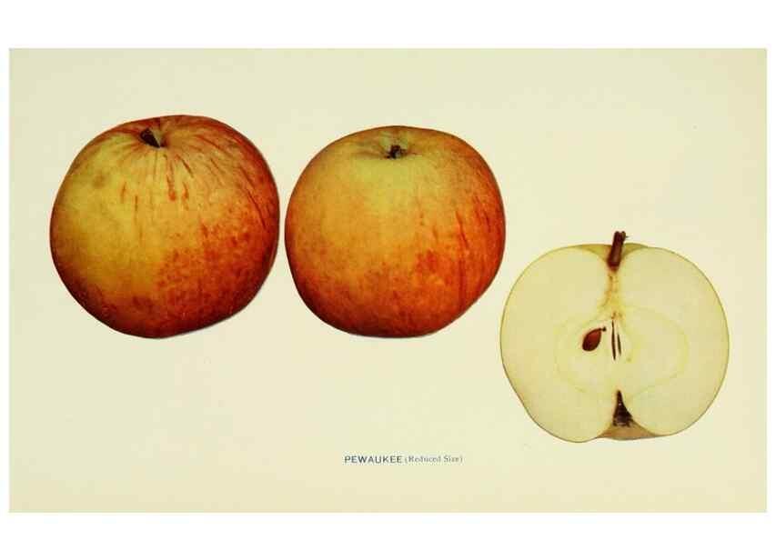 Reproducción/Reproduction 28587962248: The apples of New York,. Albany,J. B. Lyon Co., Printers,1905.. 