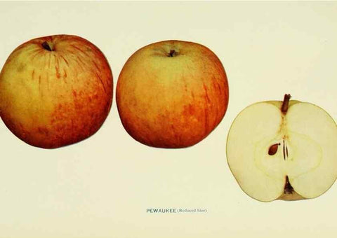 Reproducción/Reproduction 28587962248: The apples of New York,. Albany,J. B. Lyon Co., Printers,1905.. 