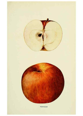 Reproducción/Reproduction 40652143490: The apples of New York,. Albany,J. B. Lyon Co., Printers,1905.. 