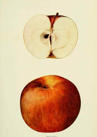 Reproducción/Reproduction 40652143490: The apples of New York,. Albany,J. B. Lyon Co., Printers,1905.. 