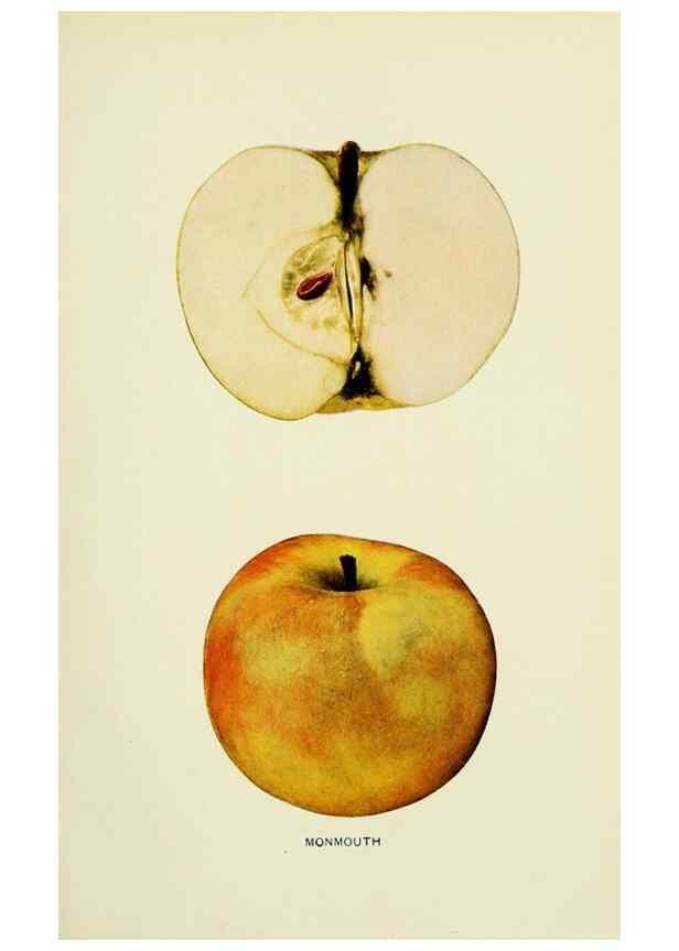 Reproducción/Reproduction 42460719771: The apples of New York,. Albany,J. B. Lyon Co., Printers,1905.. 