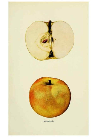 Reproducción/Reproduction 42460719771: The apples of New York,. Albany,J. B. Lyon Co., Printers,1905.. 