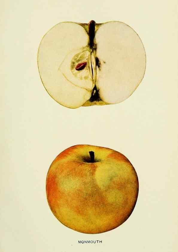 Reproducción/Reproduction 42460719771: The apples of New York,. Albany,J. B. Lyon Co., Printers,1905.. 