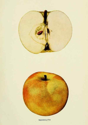 Reproducción/Reproduction 42460719771: The apples of New York,. Albany,J. B. Lyon Co., Printers,1905.. 
