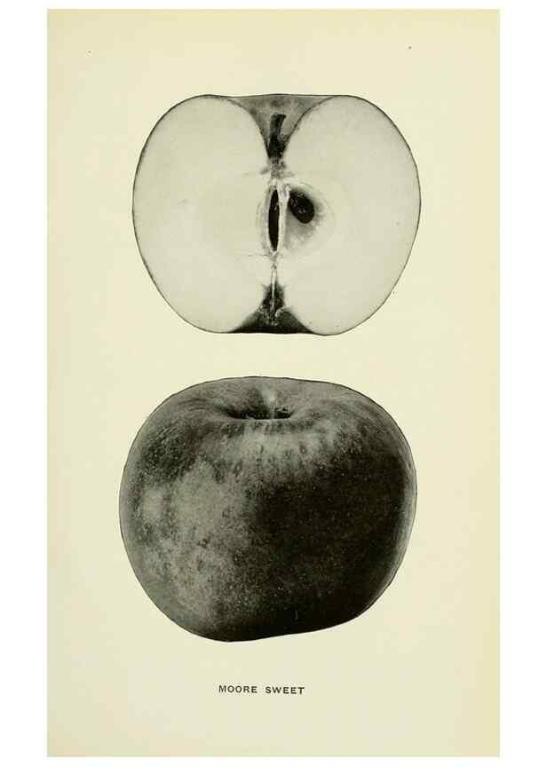 Reproducción/Reproduction 40652097720: The apples of New York,. Albany,J. B. Lyon Co., Printers,1905.. 