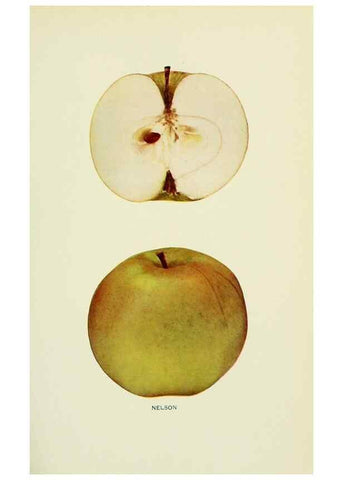 Reproducción/Reproduction 40652100140: The apples of New York,. Albany,J. B. Lyon Co., Printers,1905.. 