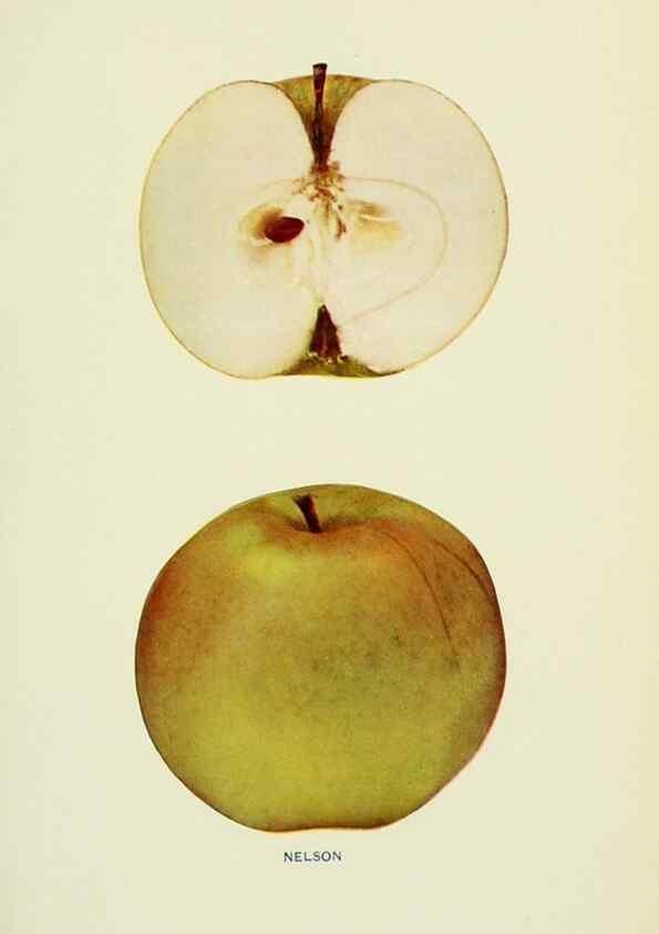 Reproducción/Reproduction 40652100140: The apples of New York,. Albany,J. B. Lyon Co., Printers,1905.. 