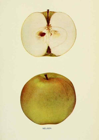 Reproducción/Reproduction 40652100140: The apples of New York,. Albany,J. B. Lyon Co., Printers,1905.. 