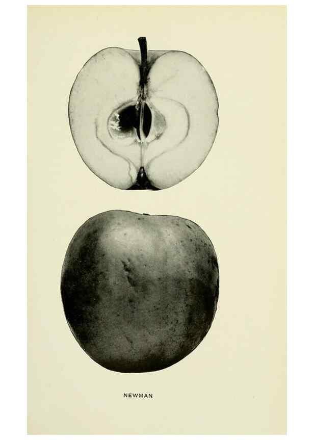 Reproducción/Reproduction 27590241967: The apples of New York,. Albany,J. B. Lyon Co., Printers,1905.. 