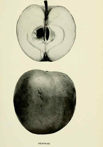 Reproducción/Reproduction 27590241967: The apples of New York,. Albany,J. B. Lyon Co., Printers,1905.. 