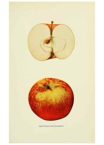 Reproducción/Reproduction 42410007442: The apples of New York,. Albany,J. B. Lyon Co., Printers,1905.. 