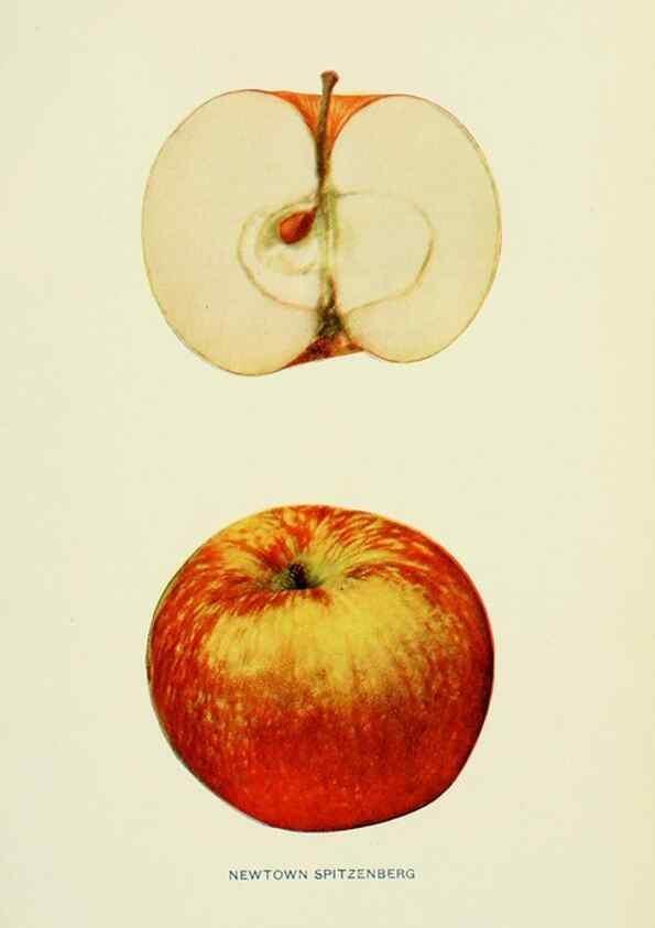 Reproducción/Reproduction 42410007442: The apples of New York,. Albany,J. B. Lyon Co., Printers,1905.. 